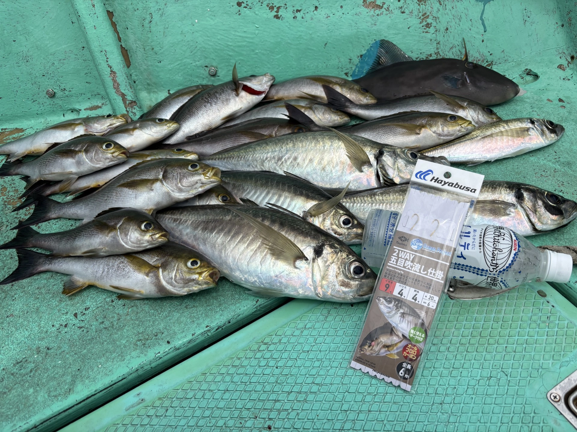 沼津沖イサキ、大アジが乱舞！！コマセ釣りが激アツです！！ | 釣具の